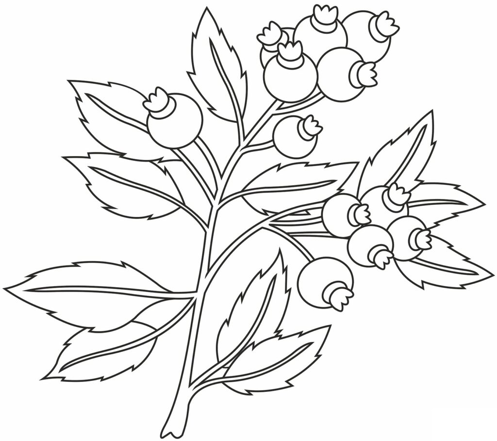Desenho de Mirtilos para Colorir
