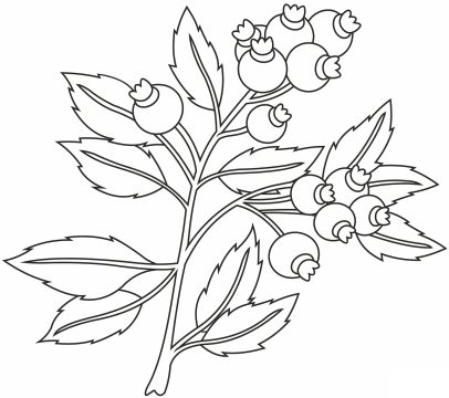 Desenho de Mirtilos para Colorir