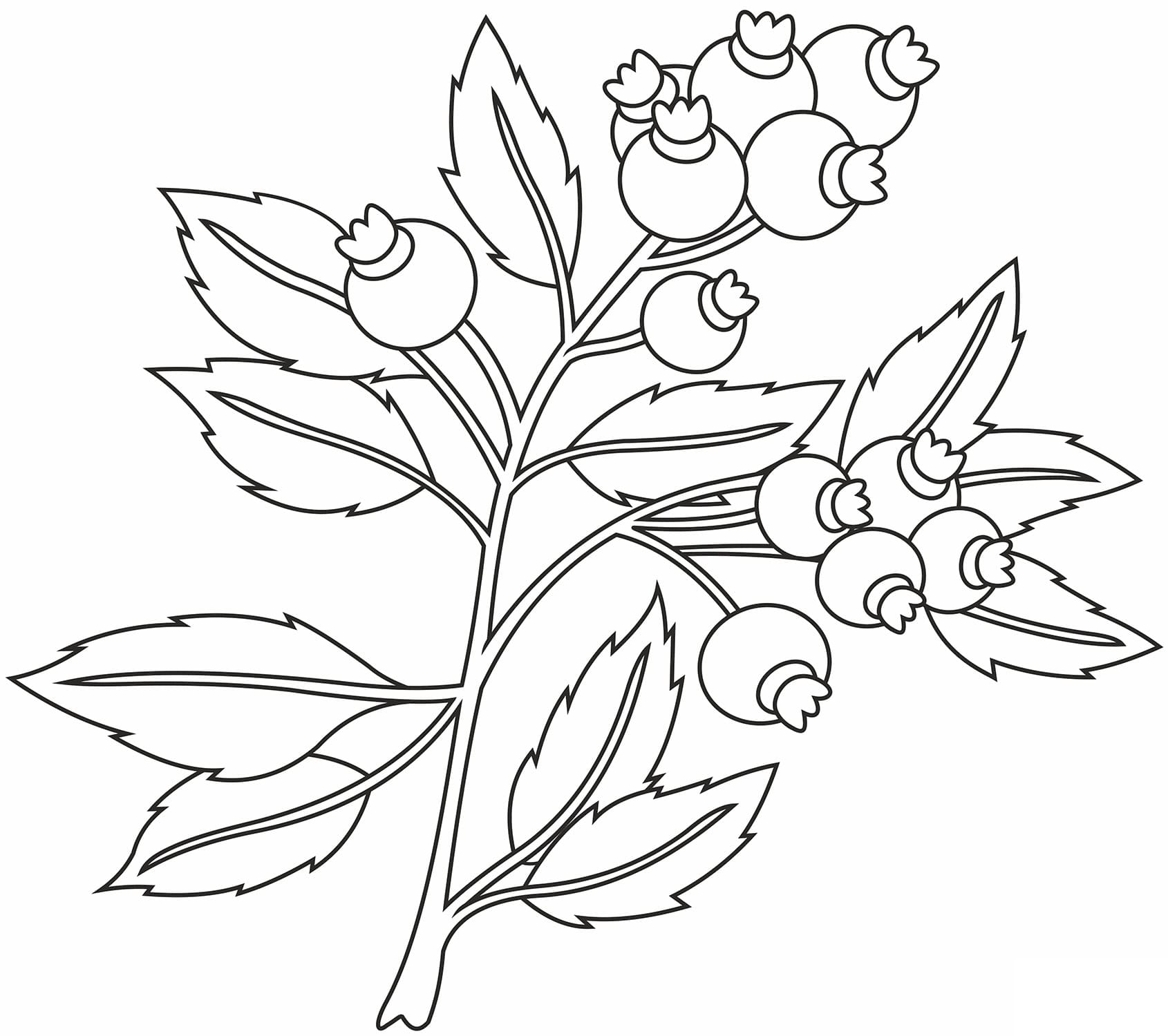 Desenho de Mirtilos para Colorir