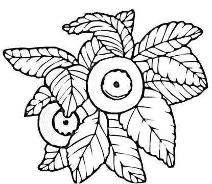 Desenho de Mirtilos para crianças para Colorir