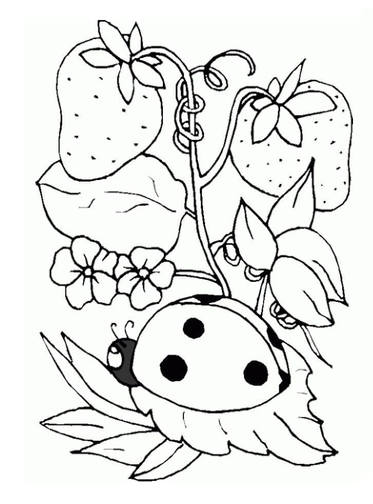 Desenho de Joaninha e Morangos para Colorir 2