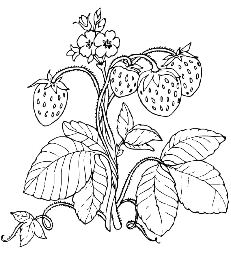 Desenho de Morango Grátis para Colorir