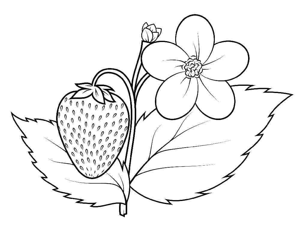 Desenho de Morango Grátis para Crianças para Colorir