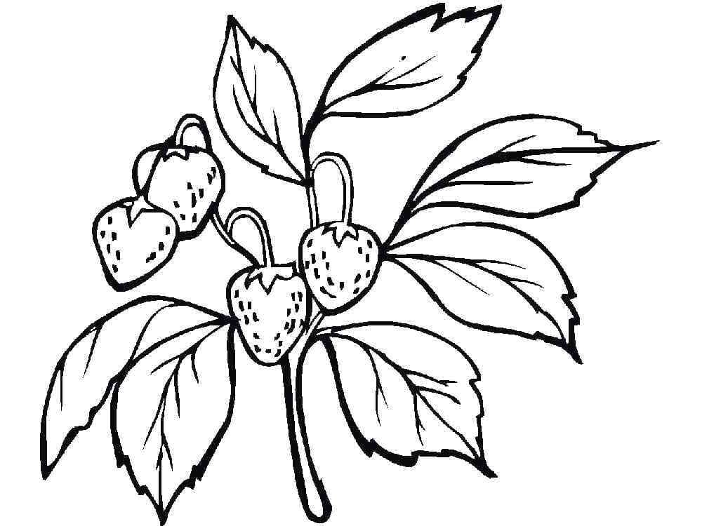 Desenho de Morango para Crianças para Colorir