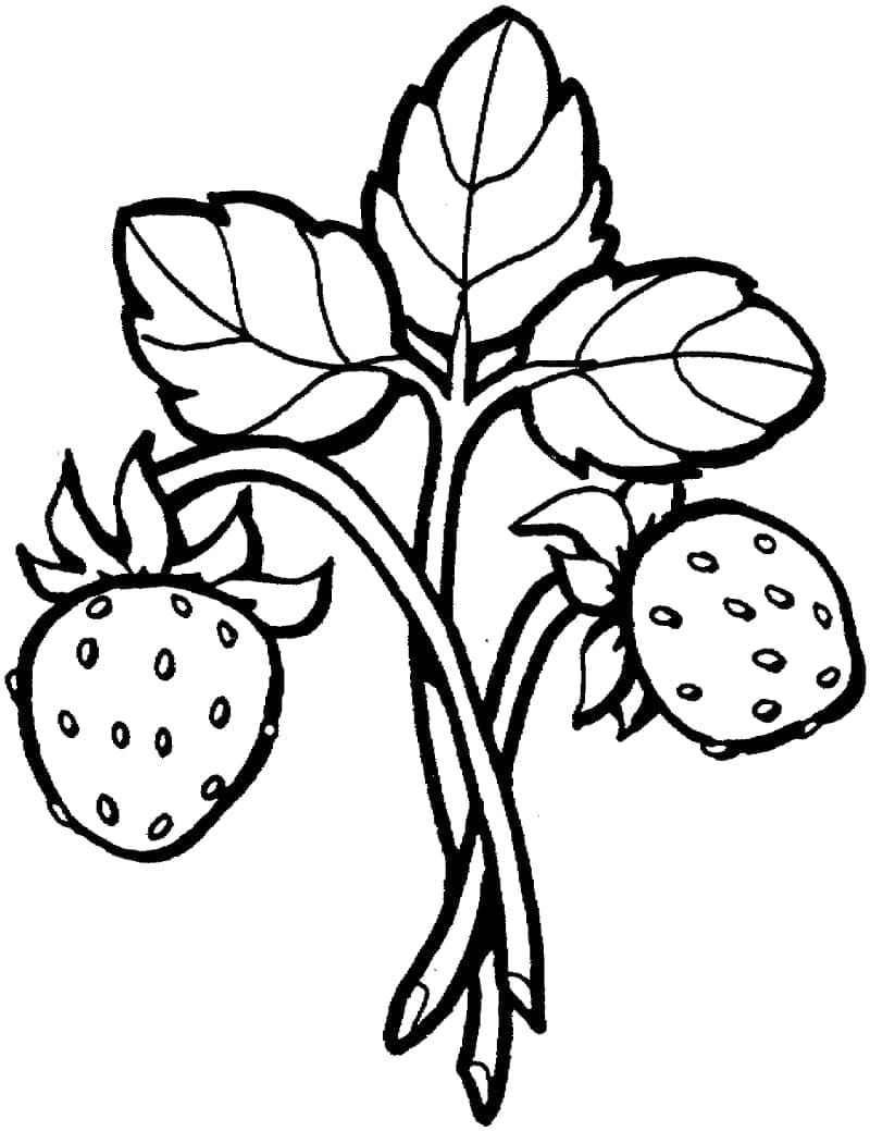 Desenho de Morangos Pequenos para Colorir