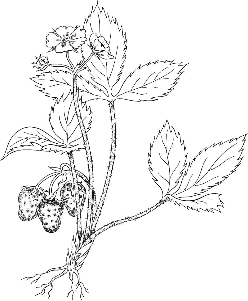 Desenho de Plantá de Morango para Colorir
