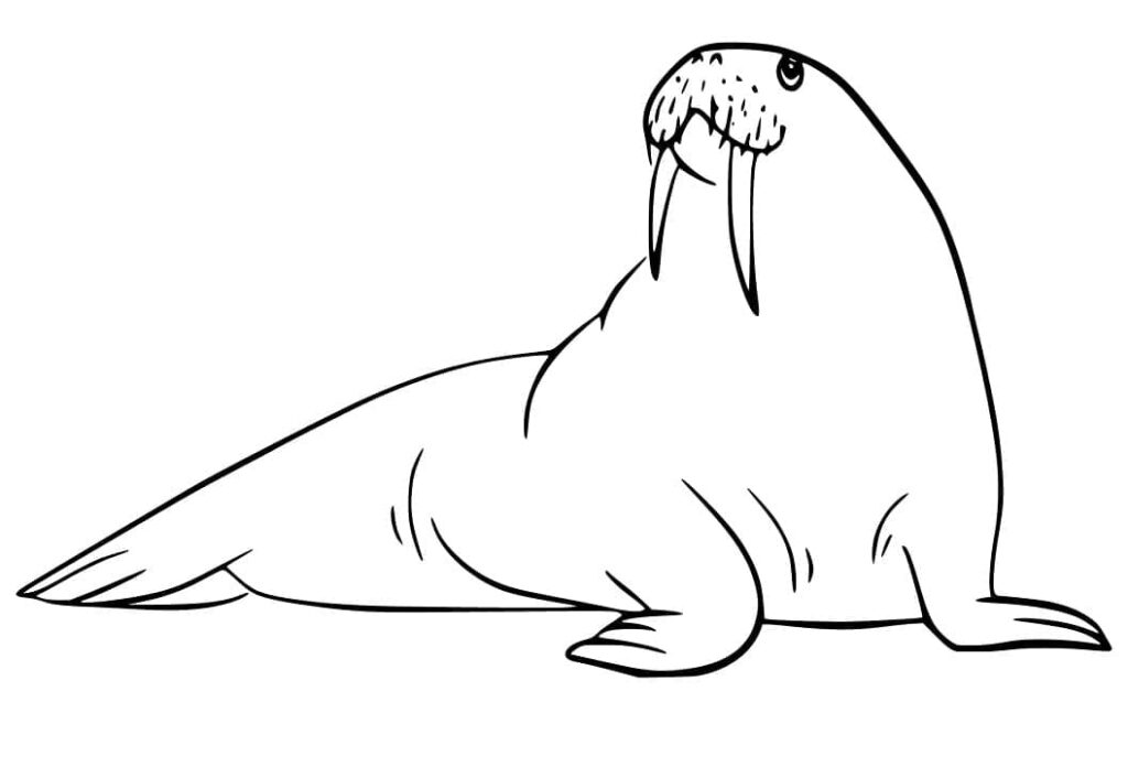 Desenho de Morsa Imagens para Colorir