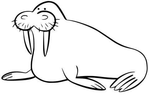 Desenho de Morsa Pdf grátis