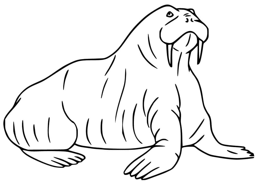 Desenho de Morsa Simples para Colorir