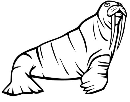 Desenho de Uma Morsa para Colorir