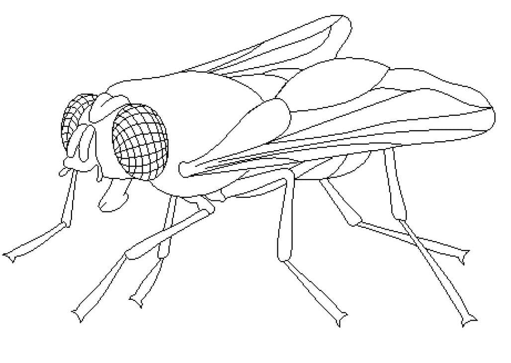 Desenho de Grande Moscá para Colorir