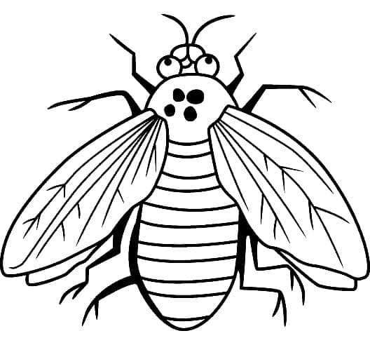 Desenho de Imagem da Moscá para Colorir