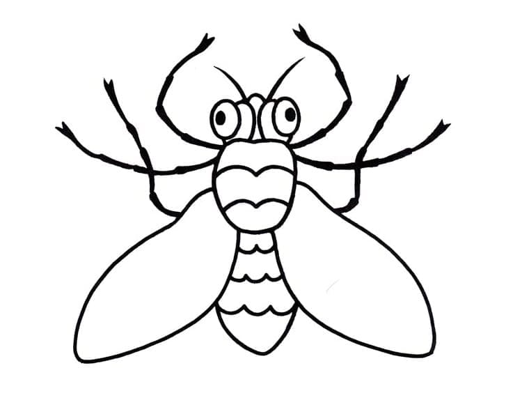 Desenho de Moscá Engracada para Colorir