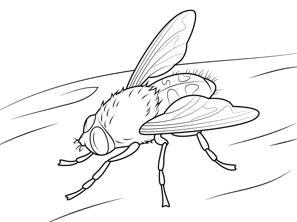Desenho de Moscá Grátis para Colorir