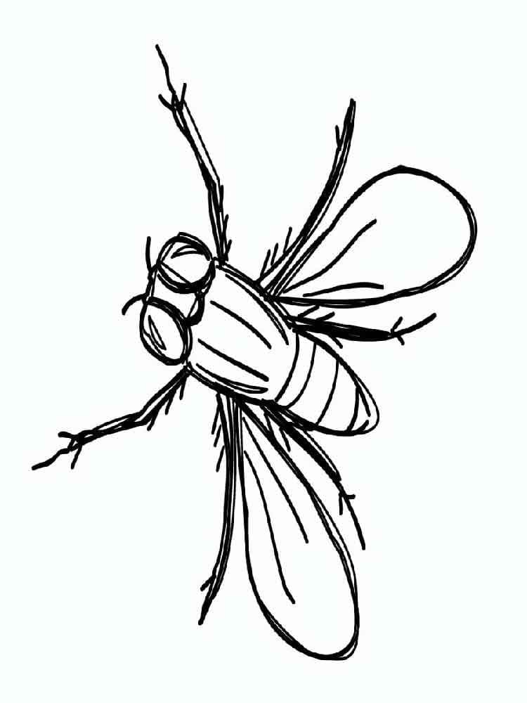 Desenho de Moscá Grátis para Crianças para Colorir