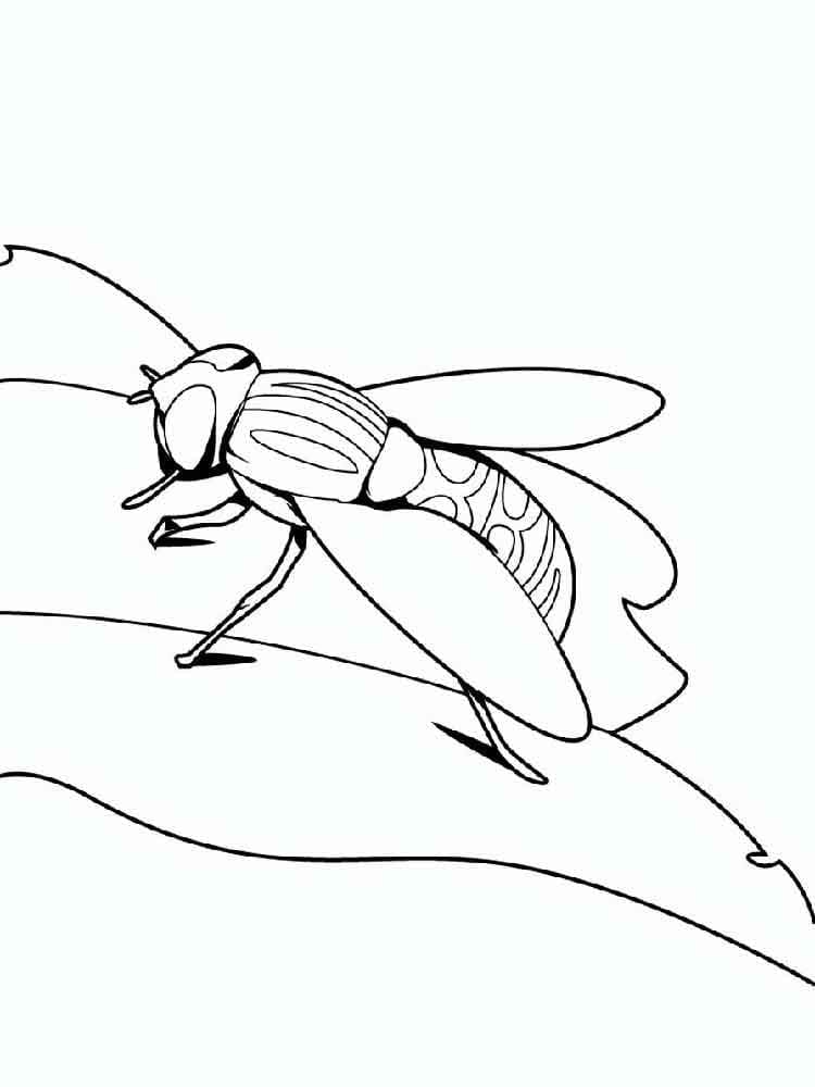 Desenho de Moscá Imprimivel para Colorir