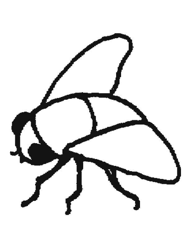 Desenho de Moscá Muito Simples para Colorir