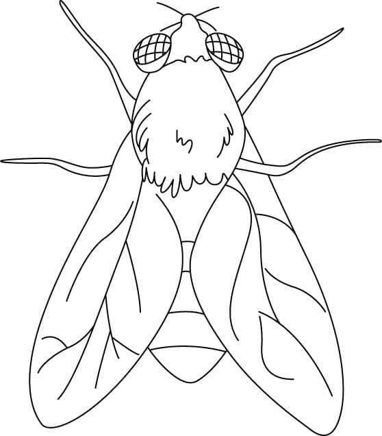 Desenho de Moscá Normal para Colorir