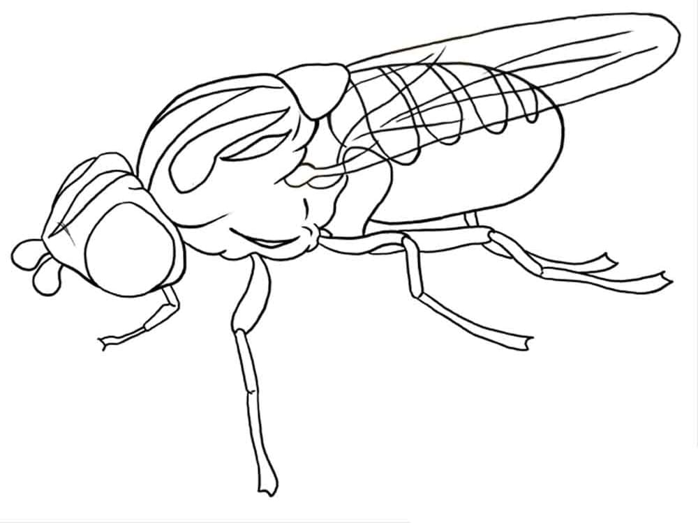 Desenho de Moscá para Imprimir