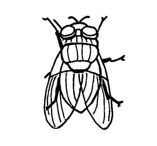 Desenho de Moscá para Pintar