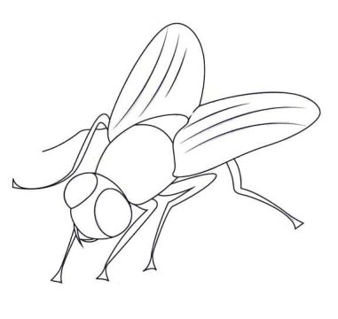 Desenho de Mosca Pdf grátis