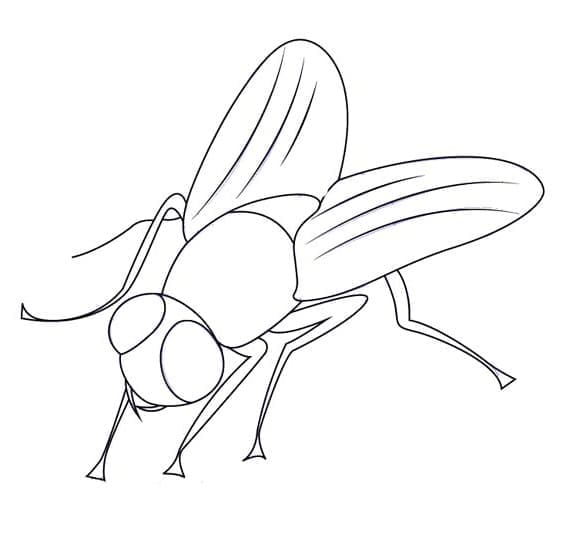 Desenho de Moscá Pdf Grátis