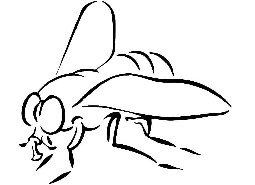 Desenho de Moscá Simples para Colorir