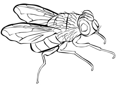 Desenho de Uma Mosca para Colorir