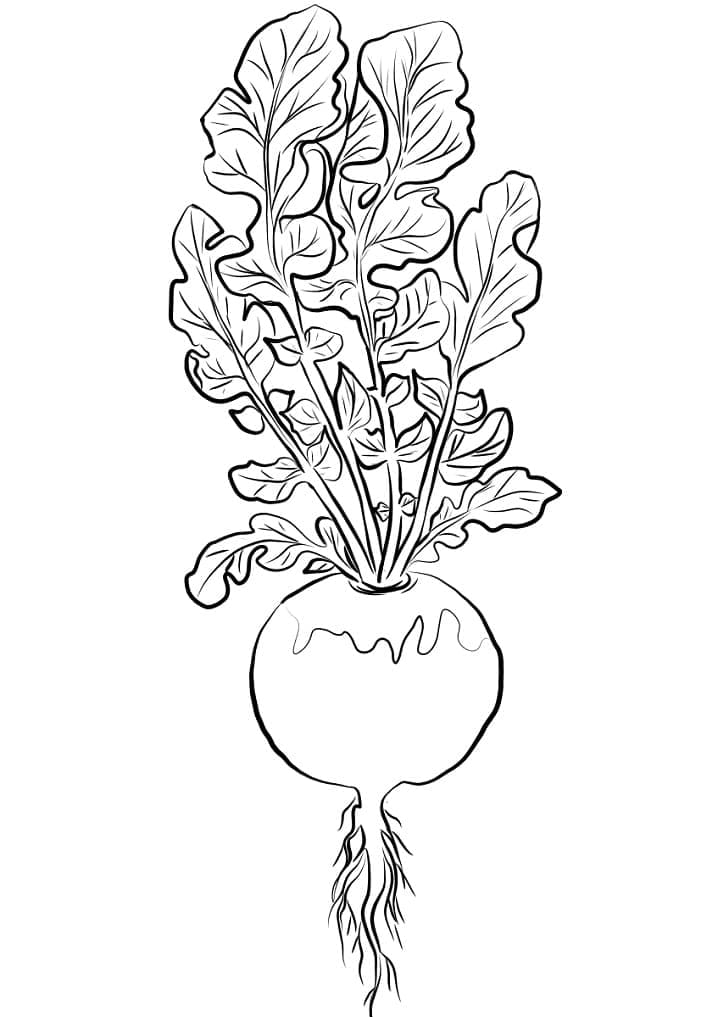 Desenho de Nabo Legumes para Colorir