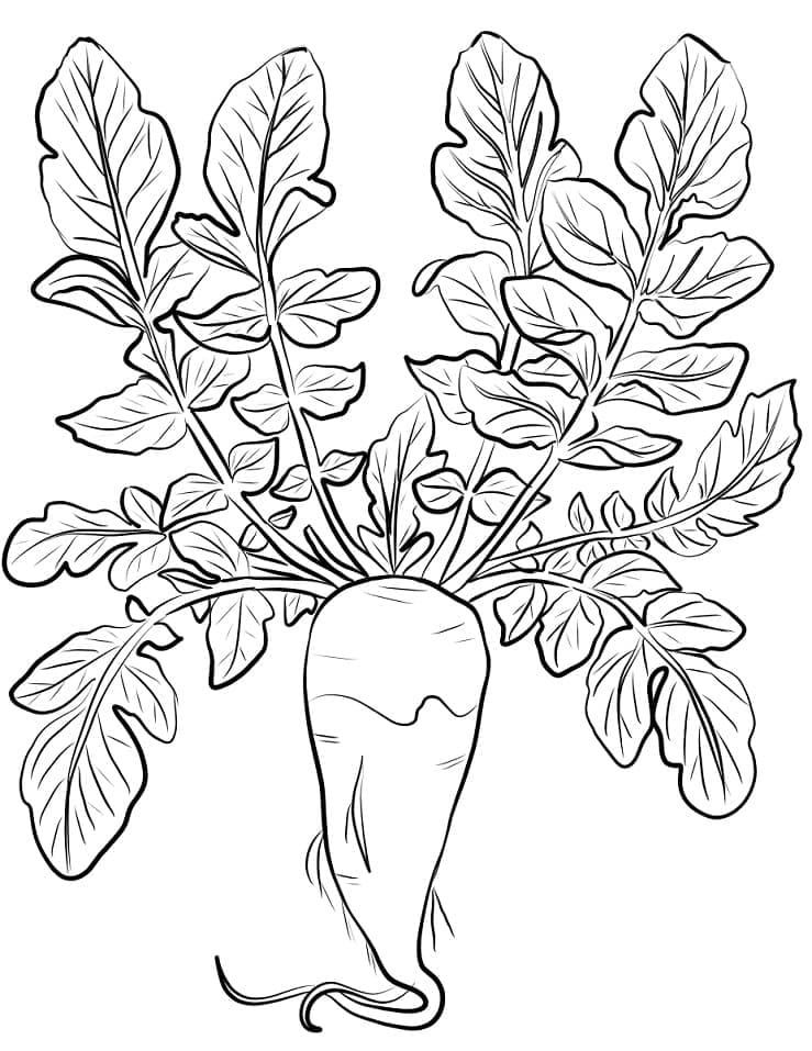 Desenho de Nabo para Colorir e Imprimir