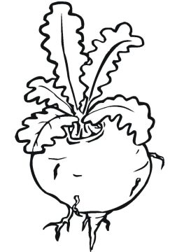 Desenho de Nabo para Pintar