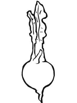 Desenho de Nabo para Pintar Pdf