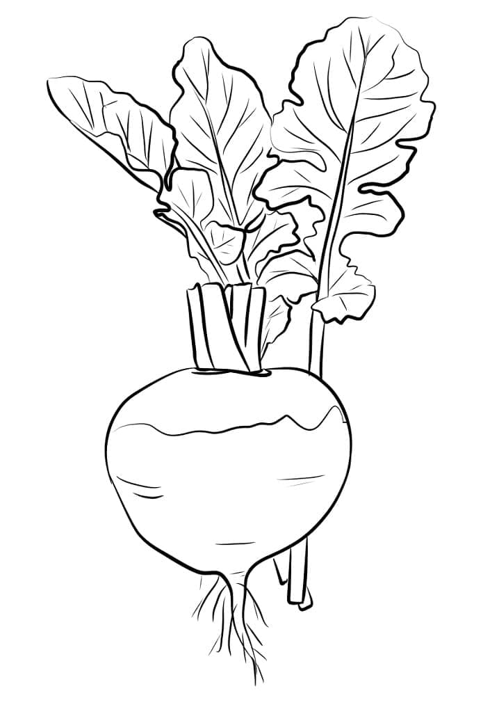 Desenho de Nabo Pdf para Colorir