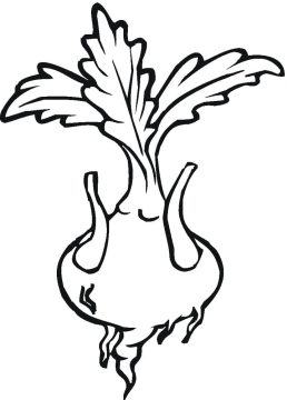 Desenho de Nabo Pintar grátis