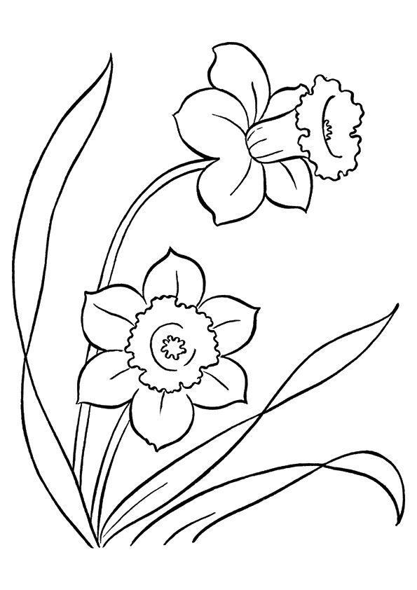 Desenhos de Narcisos Silvestres para Colorir