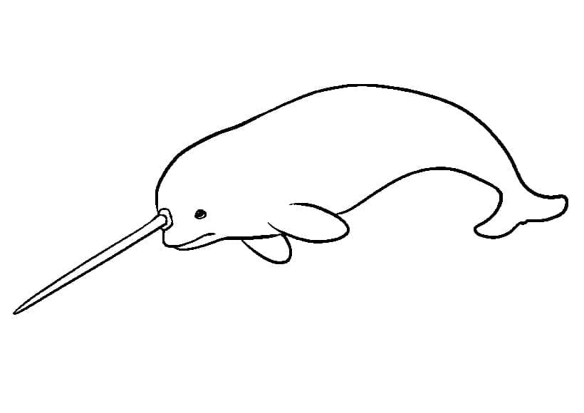 Desenho de Narval Fácil para Colorir