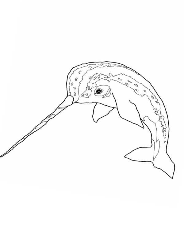 Desenho de Narval Imagens para Imprimir