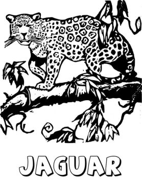 Desenho de Uma onça Normal para Colorir