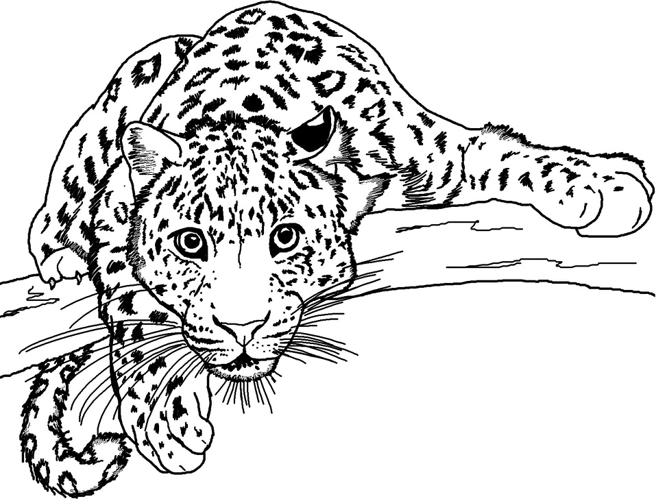 Desenhos de Onça para Colorir
