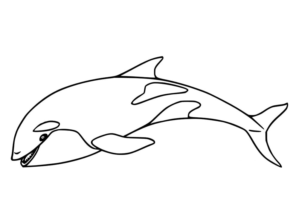 Desenho de Grátis Orca para Colorir