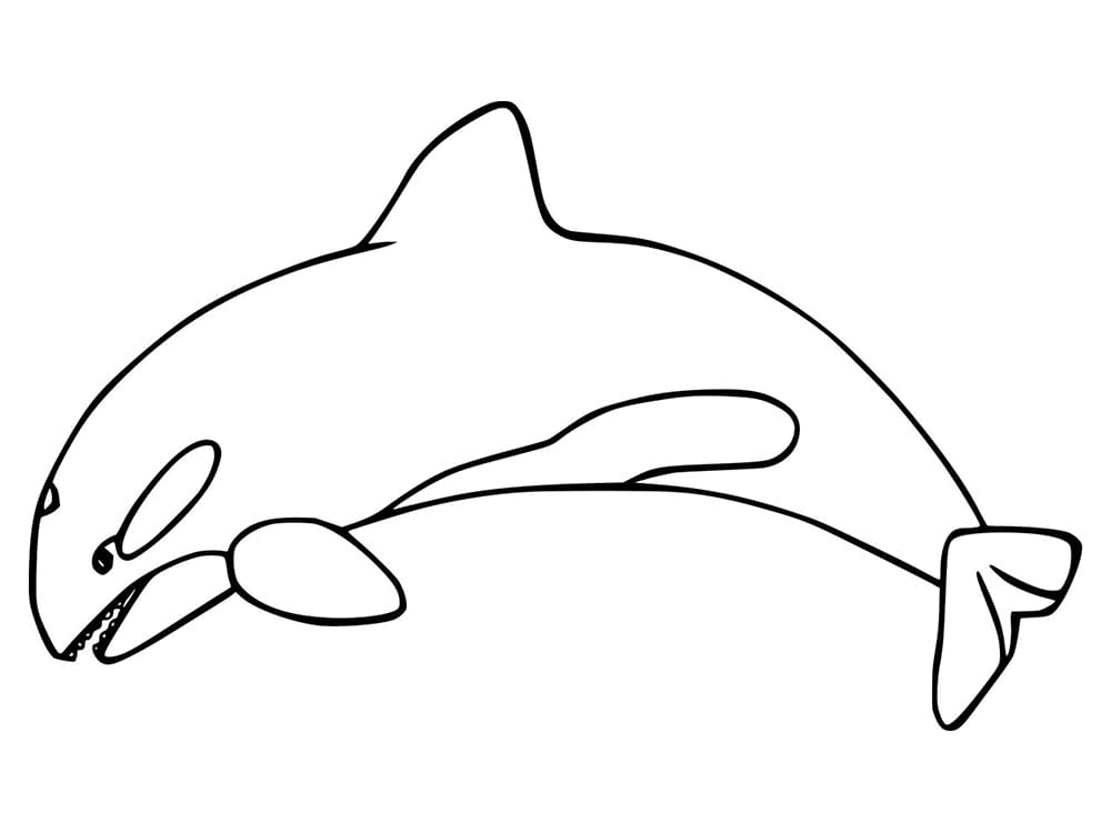 Desenho de Imprimivel Grátis Orca para Colorir
