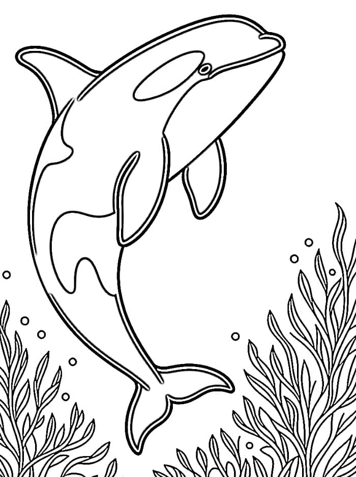 Desenho de Orca Fácil para Colorir