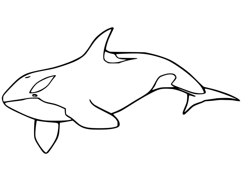 Desenho de Orca Grátis para Crianças para Colorir