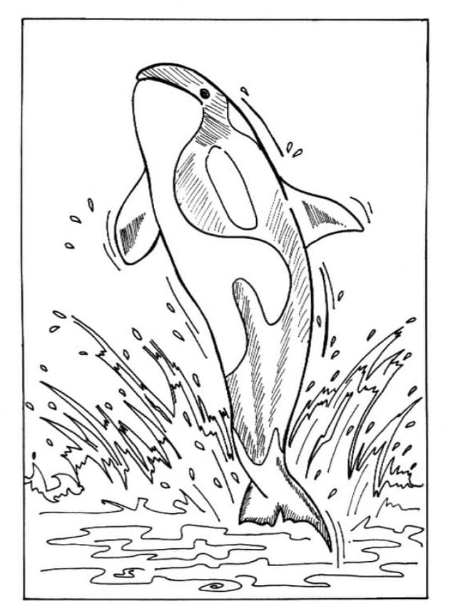 Desenho de Orca Grátis para Colorir