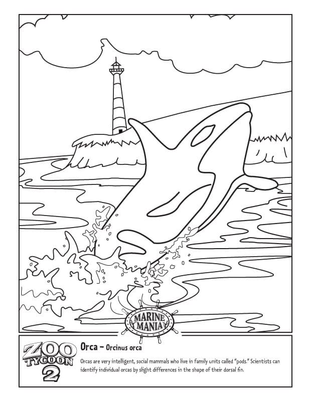Desenho de Orca Imprimivel para Colorir