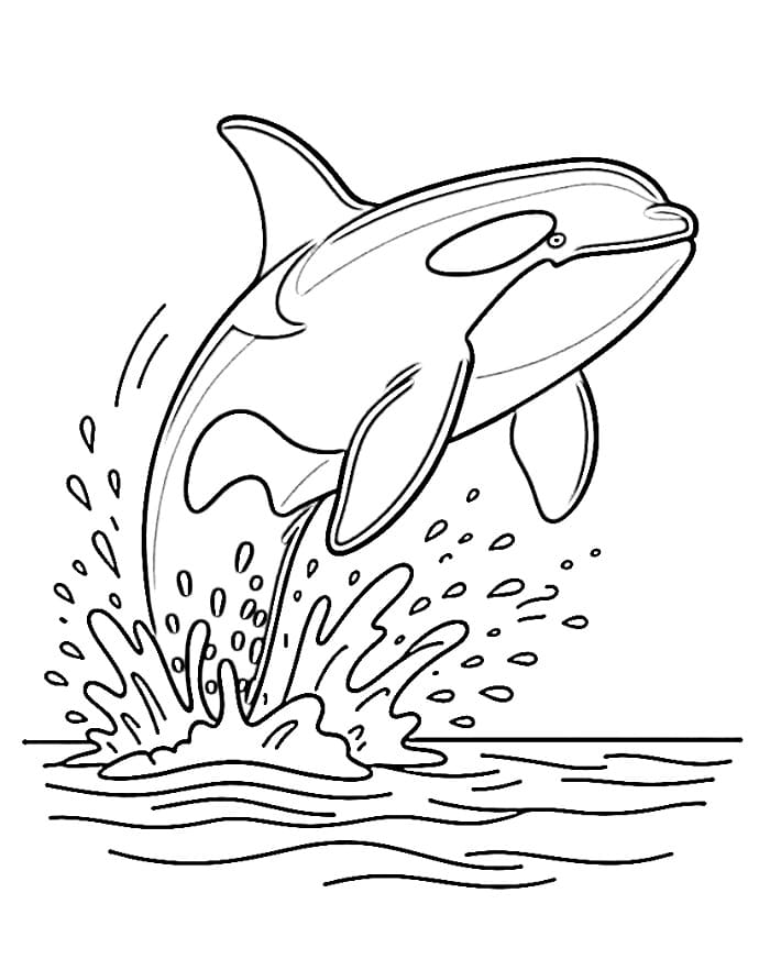 Desenho de Orca Incrível para Colorir