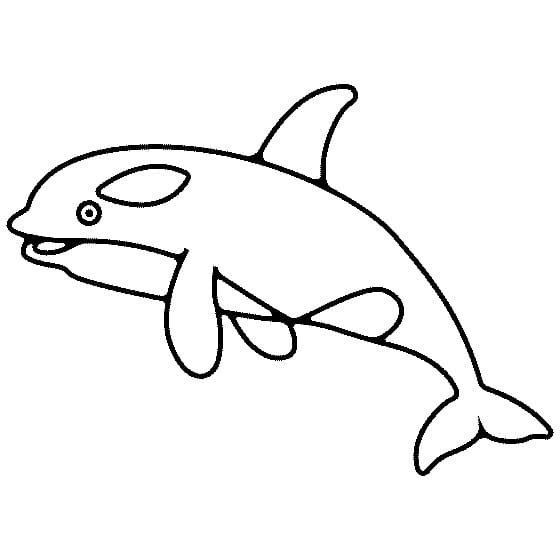 Desenho de Orca Nadando para Colorir