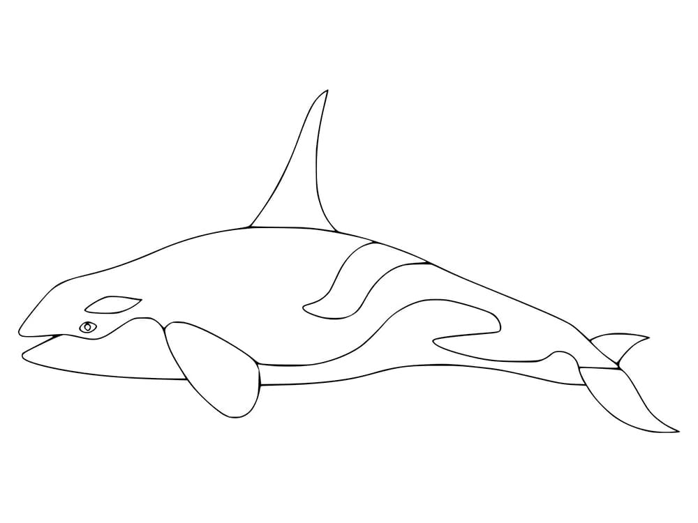 Desenho de Orca para Crianças de 1 Ano para Colorir