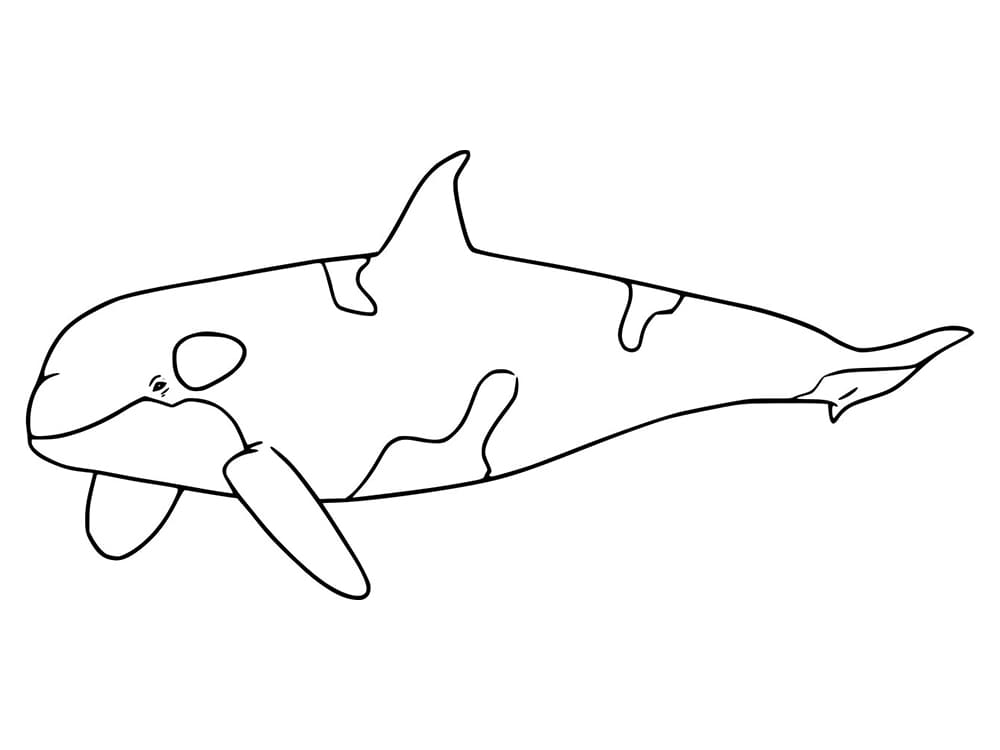 Desenho de Orca para Crianças de 2 Anos para Colorir