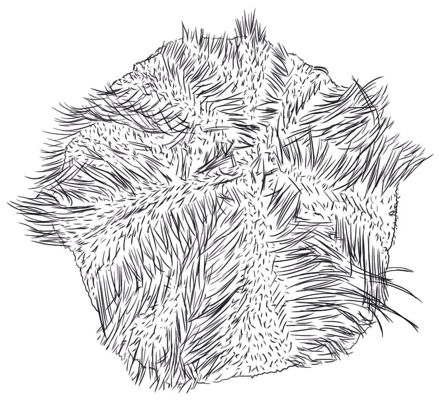 Desenho de Imagem de Ouriço do Mar para Colorir